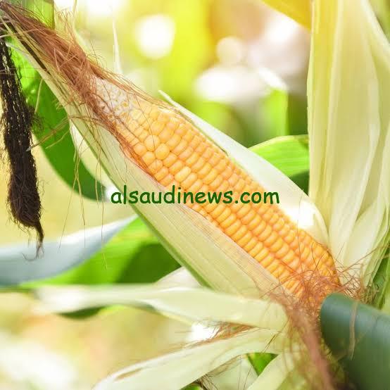 “الذرة الشامية والتركي” سعر طن الذرة الصفراء اليوم الخميس 12 سبتمبر 2024 في الأسواق وسعر الاعلاف