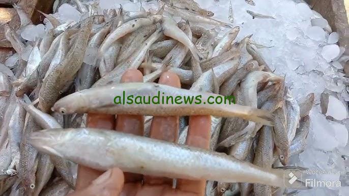 ” البلطي والبوري بكام النهارده ” .. اسعار السمك اليوم الجمعة 13 سبتمبر 2024 في الأسواق