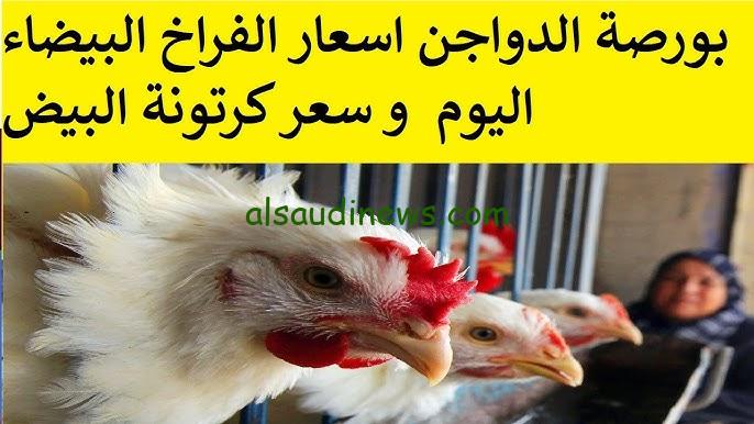 الكيلو وصل كام ؟.. بورصة الدواجن اليوم أسعار الفراخ البيضاء الاثنين 23 سبتمبر 2024