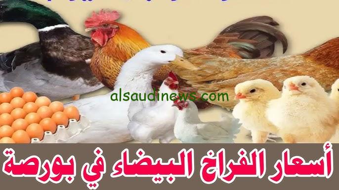 البانية وصل كام ؟.. بورصة الدواجن اليوم أسعار الفراخ البيضاء الخميس 19 سبتمبر 2024 في الأسواق المصرية