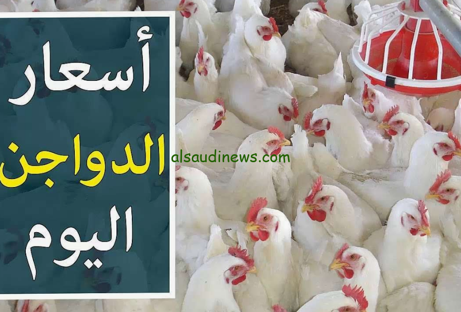 كم سعر فرخه؟ .. بورصة الدواجن أسعار الفراخ اليوم الأربعاء 18 سبتمبر 2024 في المزارع والأسواق