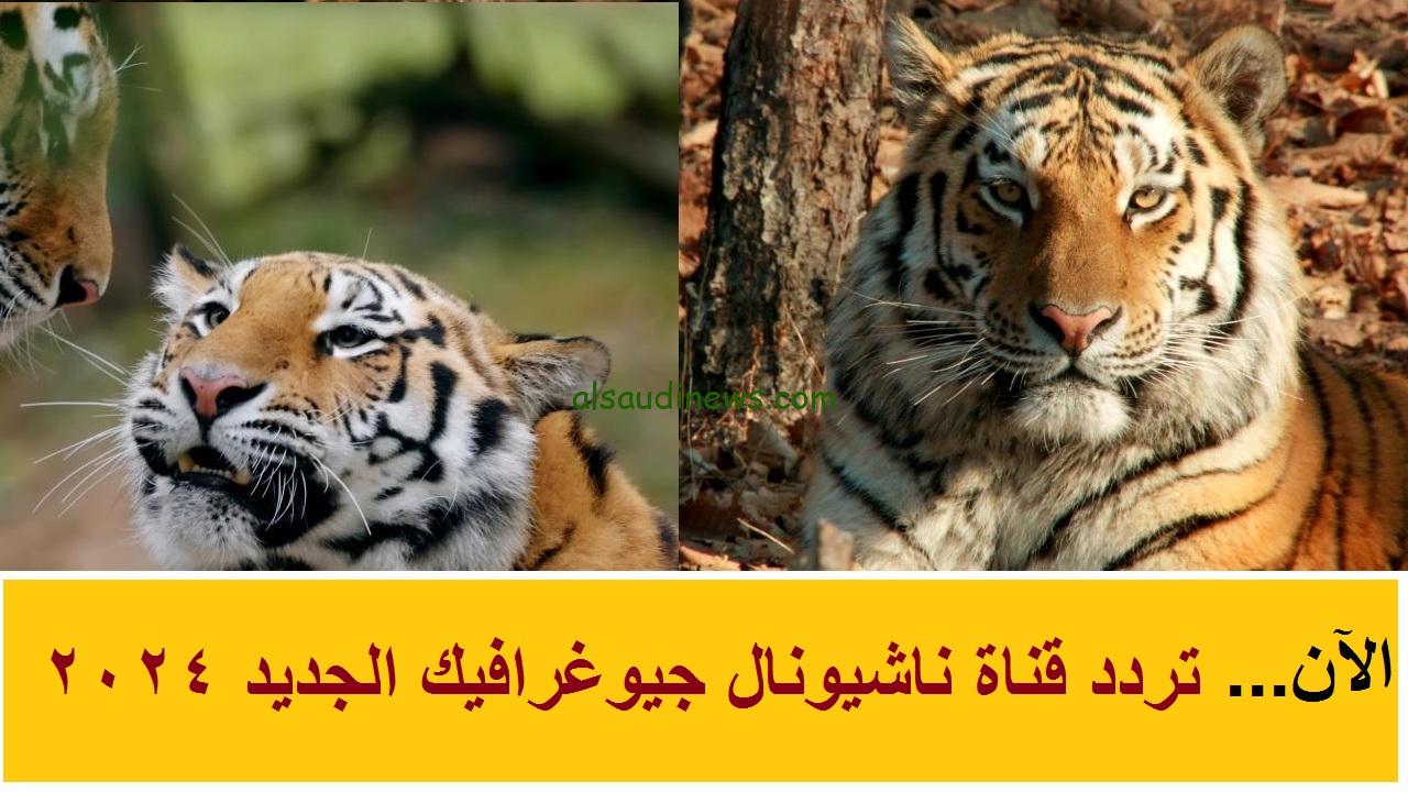 ” عالم الحيوانات بين ايديك ” تردد قناة ناشيونال جيوغرافيك الجديد 2024 علي النايل سات وعرب سات وأهم البرامج