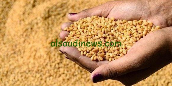 “الأوكراني والروسي”.. سعر طن القمح اليوم الخميس 12 سبتمبر 2024 للمستهلك وفقا لأخر تحديثات في الأسواق المحلية والعالمية
