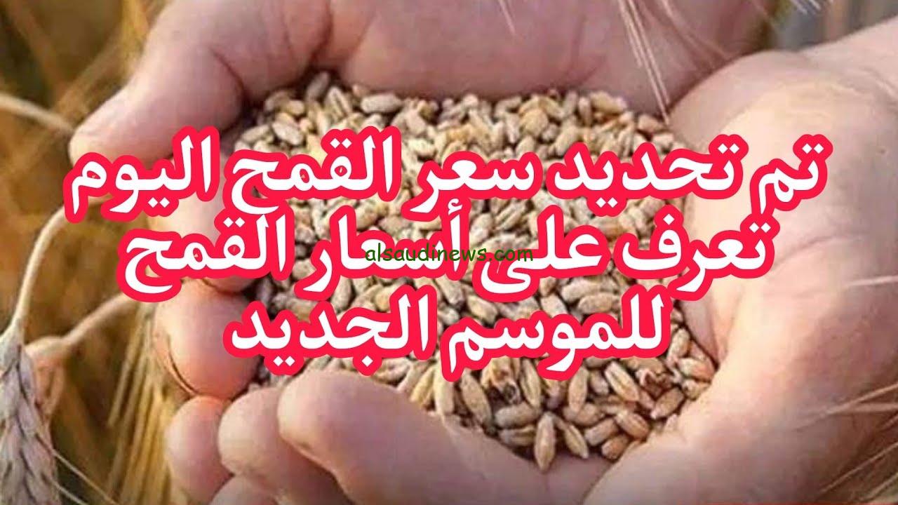 استقرار.. سعر أردب القمح اليوم الثلاثاء 10-9-2024 للمستهلكين في جميع الأسواق المصرية