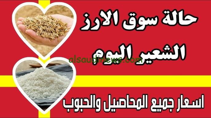 الأردب بكام.. سعر الأرز الشعير اليوم الجمعة 6 سبتمبر 2024 في الأسواق المحلية