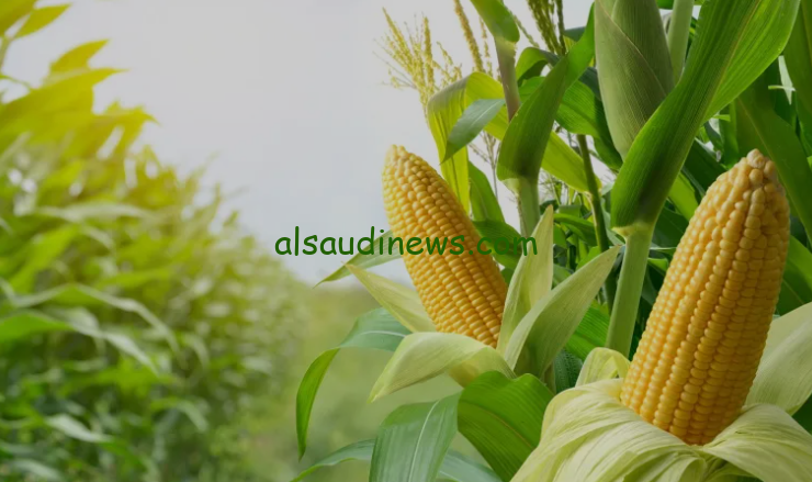 كم سعر الذرة الرفيعة؟ .. سعر طن الذرة الصفراء اليوم الاثنين 30 سبتمبر 2024 في الأسواق التُجارية