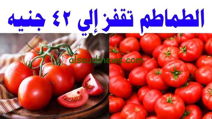 ” ارتفاع جديد ” .. سعر الطماطم اليوم الثلاثاء 24 سبتمبر 2024 بالأسواق المصرية