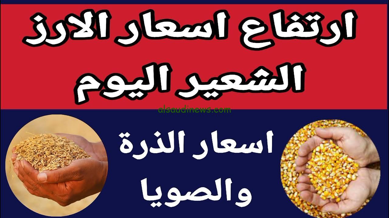 كم سعر كيلو الأرز في مصر اليوم؟ .. سعر طن الأرز الشعير اليوم الأربعاء 18-9-2024 في جميع الأسواق المحلية