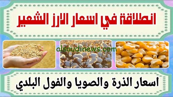بكام الطن انهاردة؟ .. سعر طن الأرز الشعير اليوم الاثنين 16 سبتمبر 2024 في الأسواق