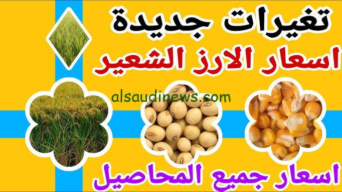 وصل كام؟.. سعر طن الأرز الشعير اليوم الاثنين 16سبتمبر 2024 ” جميع الأنواع ” الحبة العريضة والرفيعة