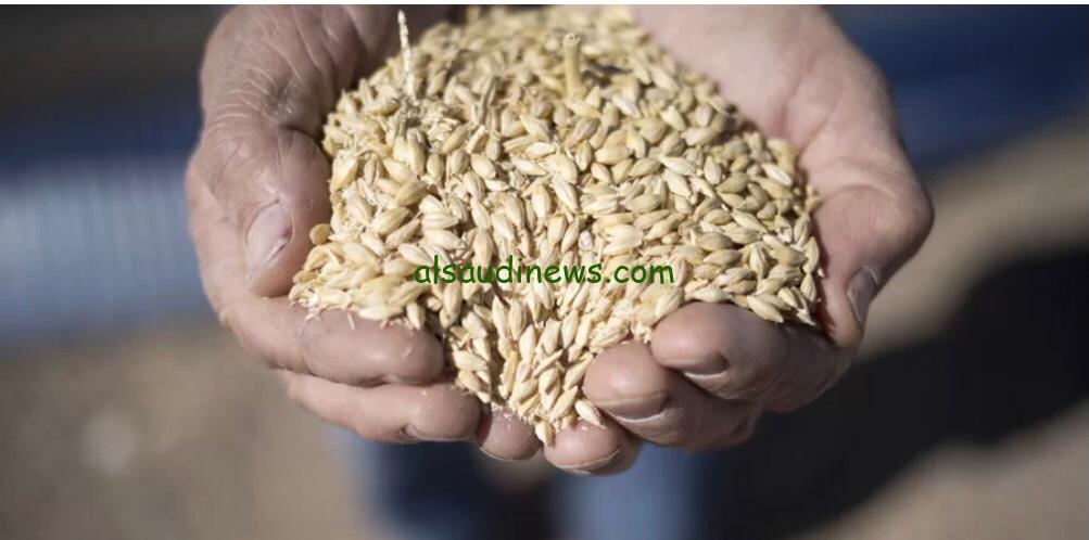 “العريض والرفيع ” سعر طن الأرز الشعير اليوم الثلاثاء 10 سبتمبر 2024 في الأسواق