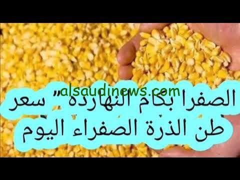 استقرار.. سعر طن الذرة الصفراء اليوم السبت 14-9-2024 في جميع الأسواق المصرية