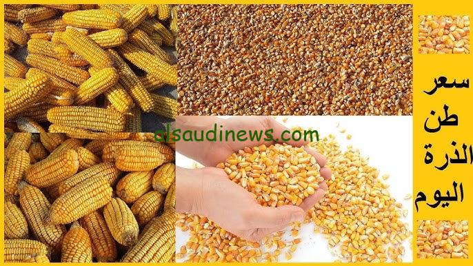 الاردب بكام؟؟.. سعر طن الذرة الصفراء اليوم الأربعاء 18-9-2024 في جميع الأسواق المصرية
