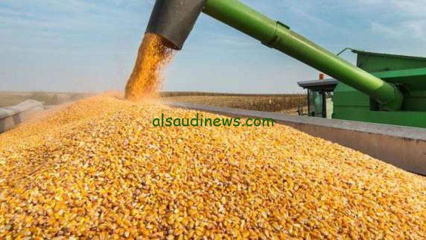 كم سعر الذرة الصفراء اليوم في مصر؟ سعر طن الذرة الصفراء اليوم الأربعاء 18 سبتمبر 2024 في جميع الأسواق