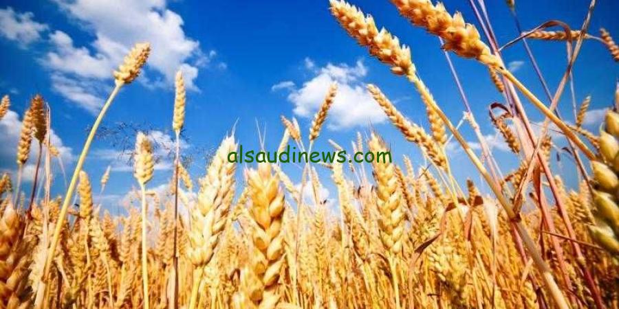 سعر طن القمح اليوم الثلاثاء 17 سبتمبر 2024 في الاسواق المحلية للتاجر وللمستهلك