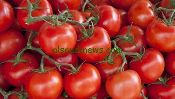 ” الطماطم ب15 جنيه” … سعر كيلو الطماطم اليوم الإثنين 9 سبتمبر 2024 في سوق العبور