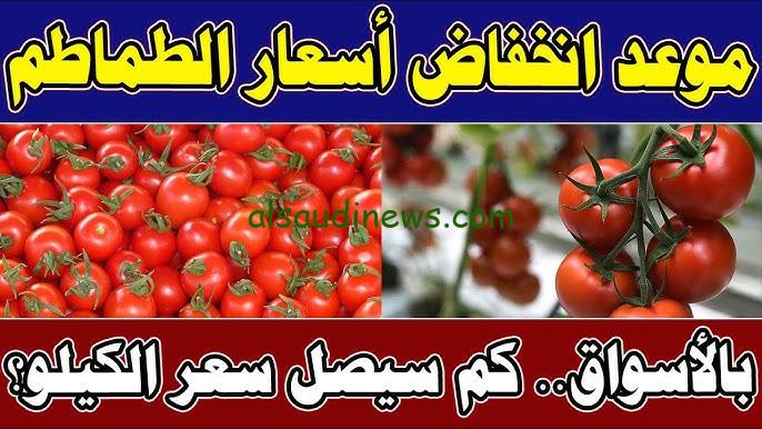 ” كيلو القوطه بكام ؟ ” .. سعر كيلو الطماطم اليوم الاحد 8 سبتمبر 2024 في الاسواق
