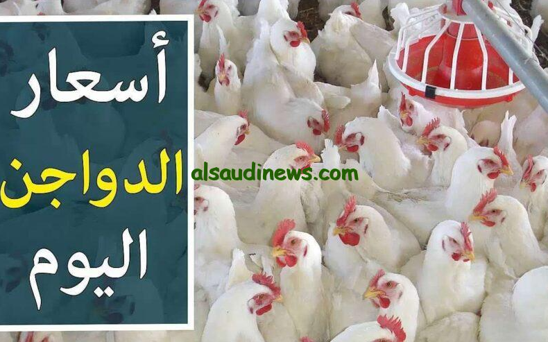 الحقي اشتري قبل الغلاء.. بورصة الدواجن اليوم أسعار الفراخ البيضاء الاربعاء 9 اكتوبر 2024 طبقا لاخر تحديثات تمت اليوم