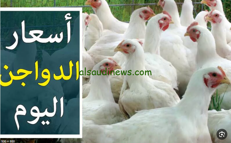 البلدي والبيضاء… بورصة الدواجن اليوم أسعار الفراخ البيضاء الأربعاء 9 اكتوبر 2024