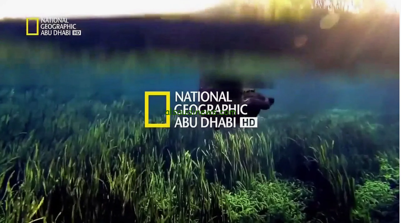 تردد قناة ناشيونال جيوغرافيك 2024 National Geographic عبر القمر الصناعي نايل سات وعرب سات لمشاهدة الحياة البرية بجودة HD