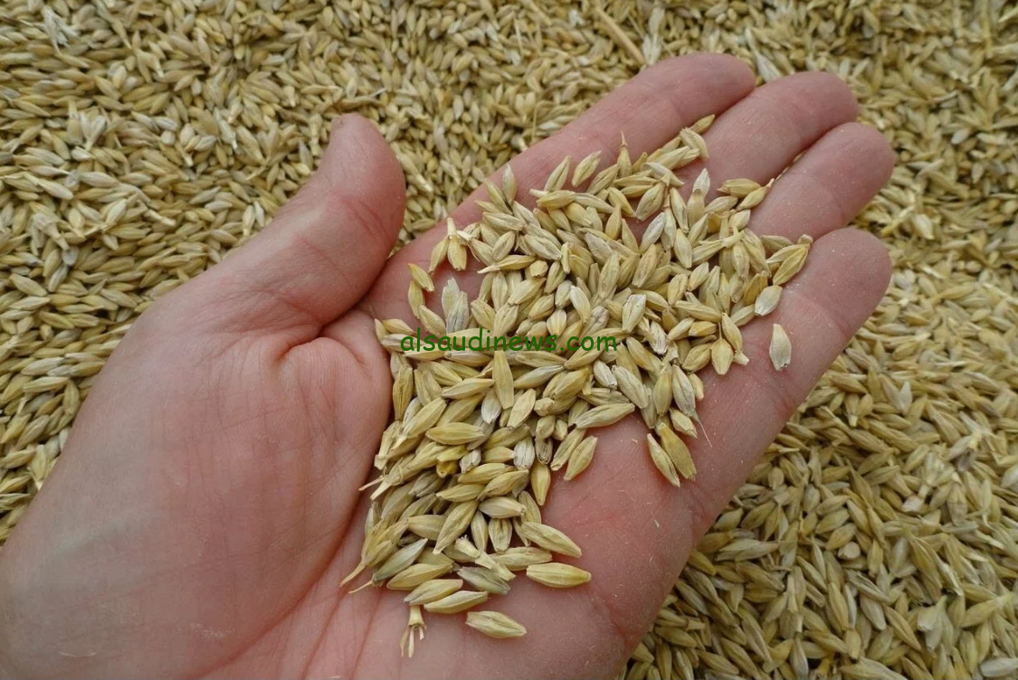 سعر طن الأرز الشعير اليوم الجمعة 25 أكتوبر 2024 في الأسواق المصري للتاجر والمستهلك