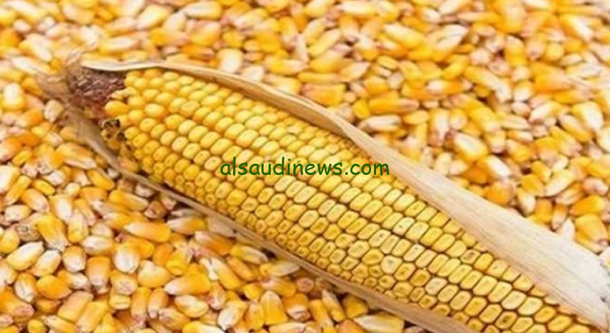 ” الأبيض والأصفر ” سعر طن الذرة الصفراء اليوم الجمعة 4 اكتوبر 2024 في جميع الاسواق المصرية