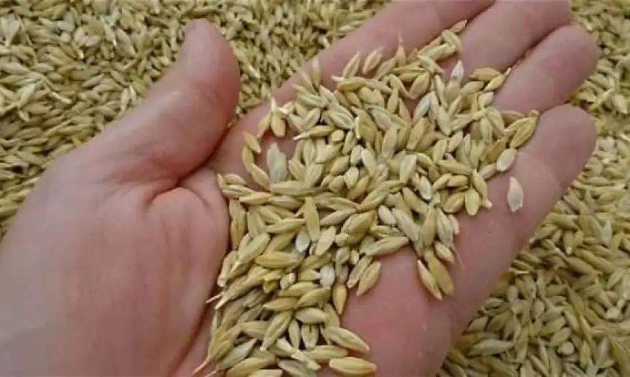 الشعير بيتكلم في كام النهاردة.. سعر طن أرز الشعير اليوم الإثنين 28-10-2024 في مصر