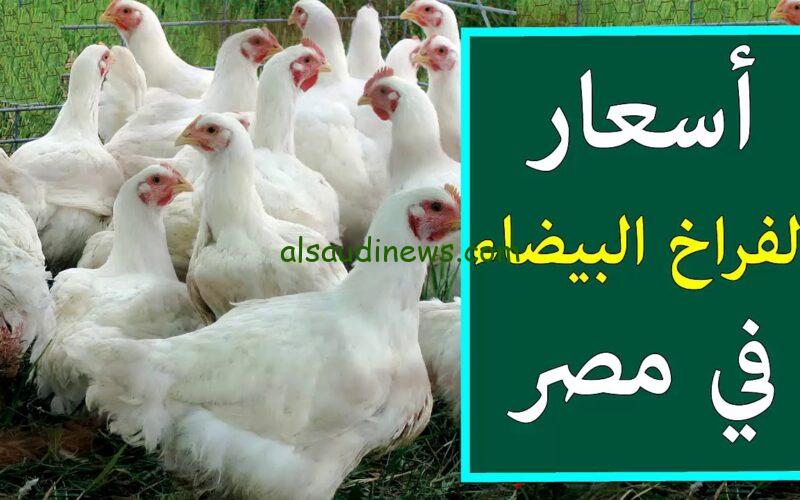 الفرخة وصلت كام.. أسعار الفراخ البيضاء اليوم في بورصة الدواجن السبت 26 أكتوبر 2024 والبيض