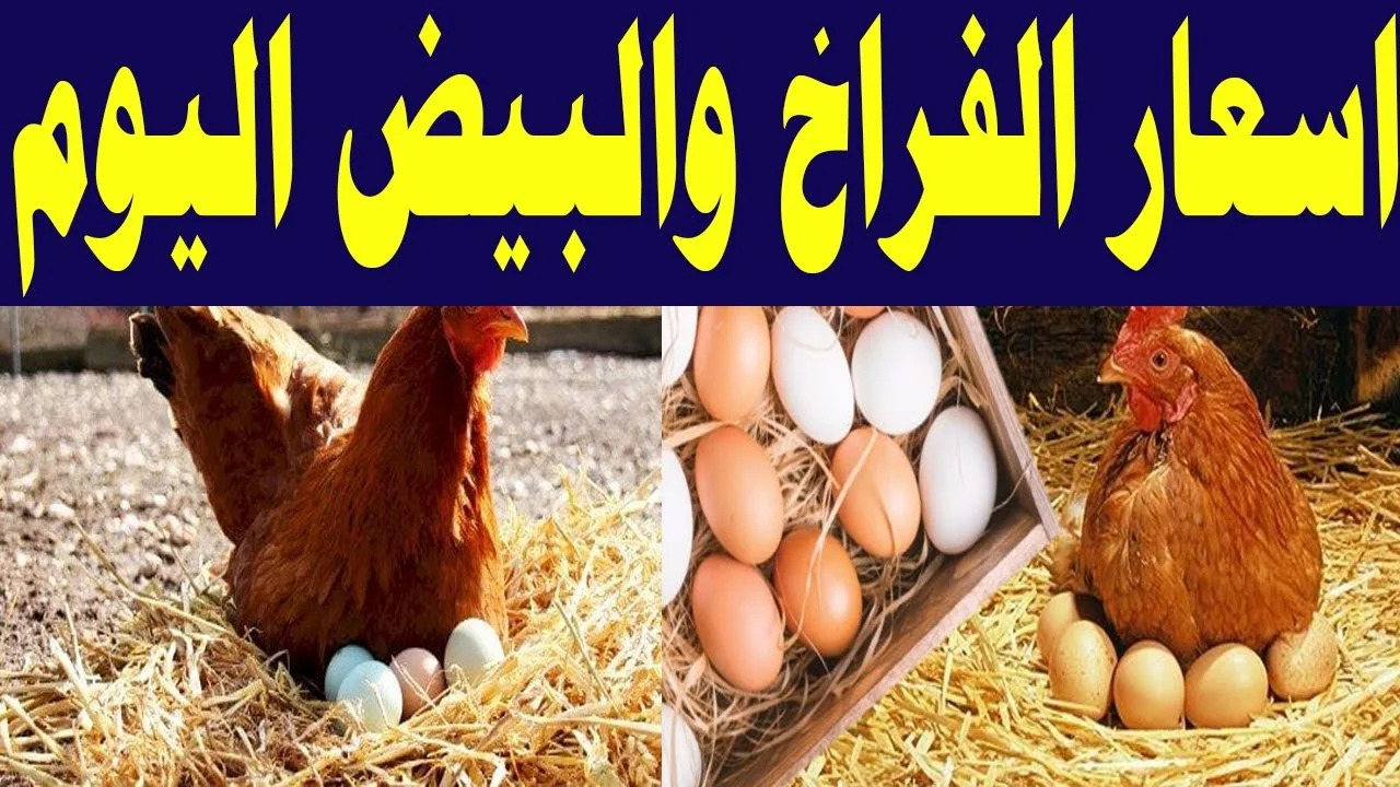 الكيلو وصل كام ؟.. بورصة الدواجن اليوم أسعار الفراخ البيضاء الخميس 3 أكتوبر 2024