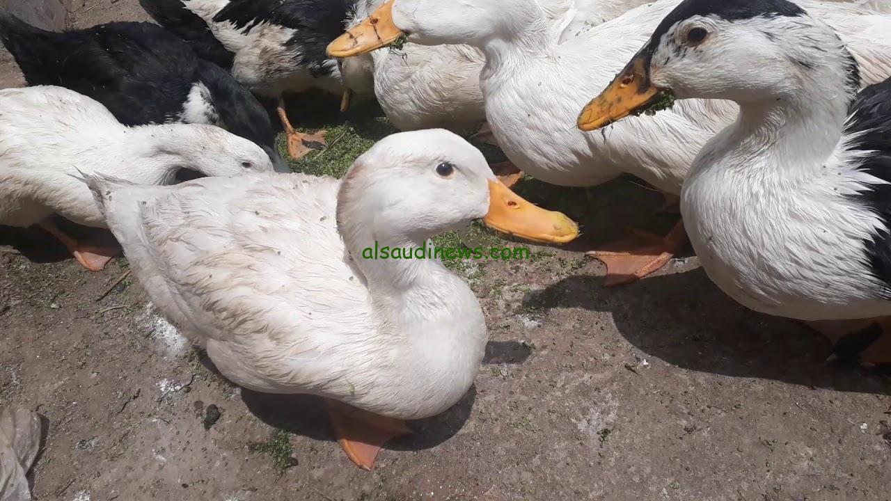 “بلدي ومولار ومسكوفي” سعر كيلو البط اليوم الأربعاء 30 أكتوبر 2024 في الأسواق المصرية