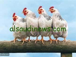 إلحق خزنها من دلوقتي.. سعر الفراخ البيضاء اليوم في بورصة الدواجن الثلاثاء 29-10-2024 في مصر