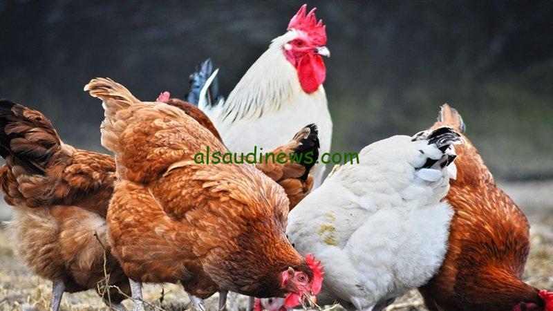 “البلدي بكـــام” بورصة الدواجن اليوم أسعار الفراخ البيضاء والكتاكيت اليوم الأثنين 28 أكتوبر 2024