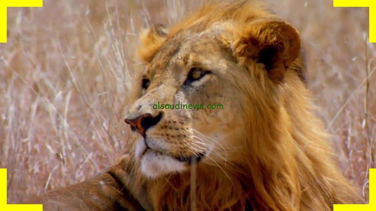 تردد قناة ناشيونال جيوغرافيك الجديد 2024 على الأقمار الصناعية عرب سات ونايل سات بأعلى جودة
