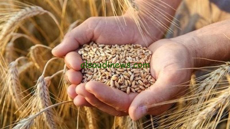 “الشعير رفع تاني” سعر طن الأرز الشعير اليوم في الأسواق الأربعاء 30-10-2024