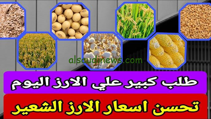 الاردب بكام؟.. سعر الأرز الشعير اليوم الثلاثاء 1-10-2024 في جميع أسواق مصر