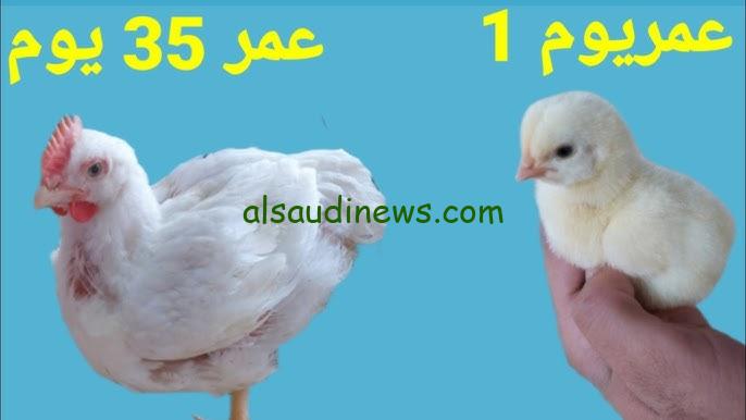 ” الكتكوت بقي بـ 30 جنية ” بورصة الدواجن اليوم أسعار الفراخ البيضاء والكتاكيت الأحد 20 أكتوبر 2024 في الأسواق المصرية