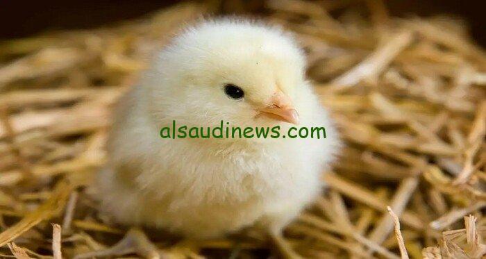 بورصة الدواجن.. سعر الكتاكيت البيضاء اليوم في البورصة الخميس 24 أكتوبر 2024