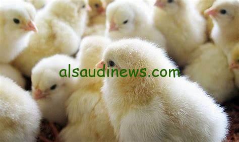 رمضان داخل والكتكوت في النازل.. سعر الكتكوت الأبيض اليوم السبت 26 أكتوبر 2024 في بورصة الدواجن والشركات