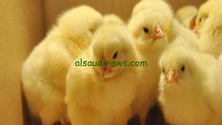 تراجع بالكتكوت.. سعر الكتكوت الأبيض اليوم في بورصة الدواجن الإثنين 28-10-2024