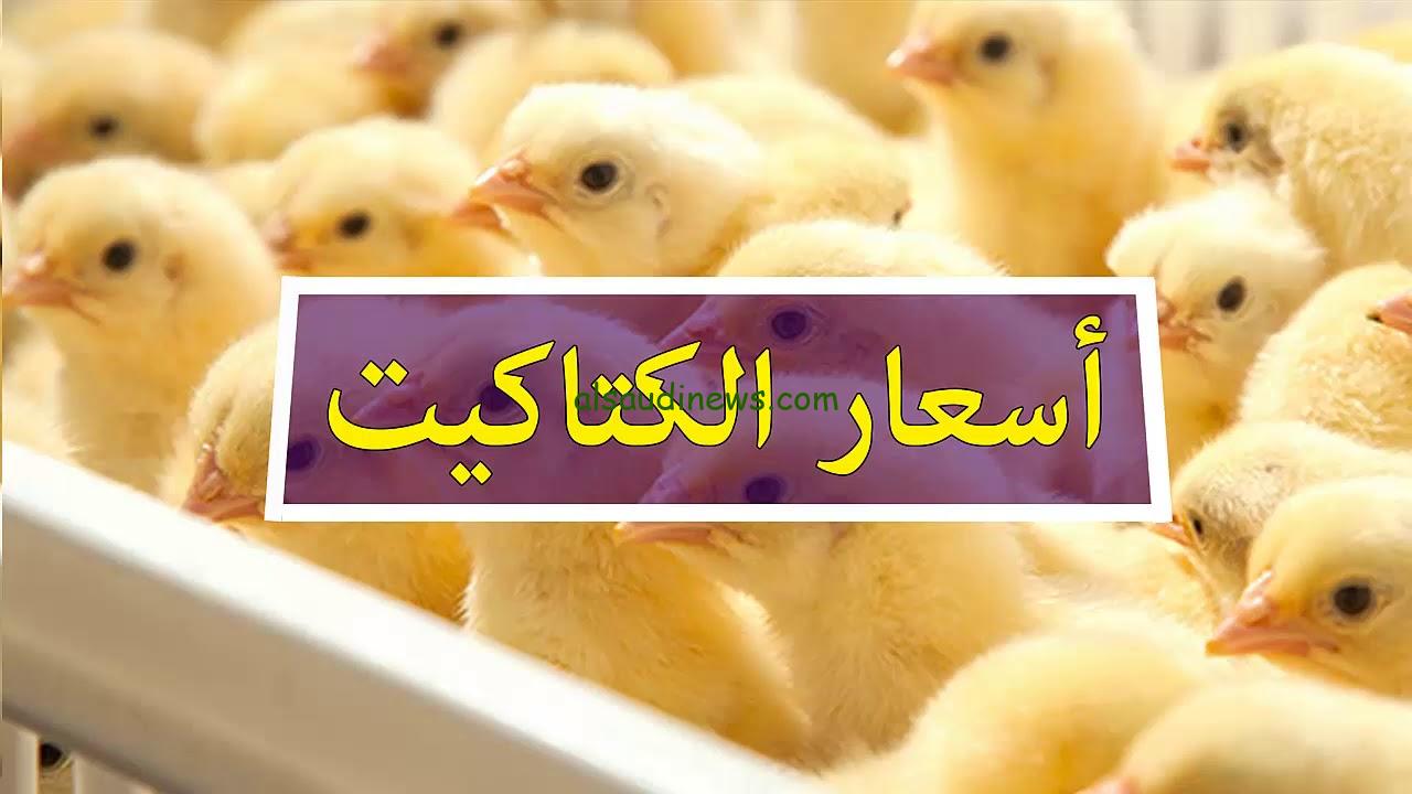 “ربي قبل دخلة رمضان” سعر الكتكوت الأبيض اليوم الاثنين 28 اكتوبر 2024 في بورصة الدواجن