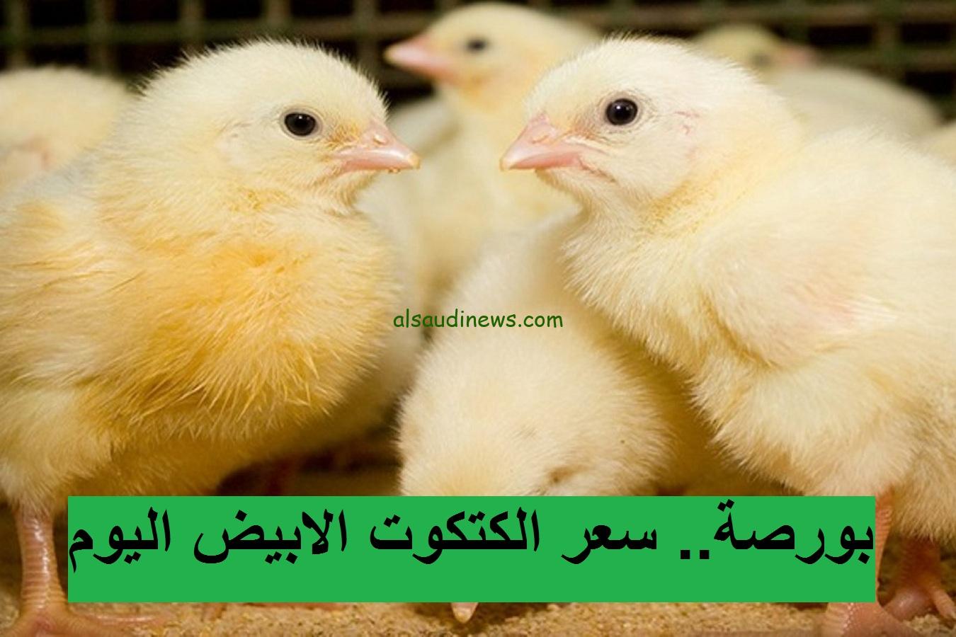 “الساسو بــ 22 جنيه ” سعر الكتكوت الأبيض اليوم الثلاثاء 22 أكتوبر 2024 والفراخ البلدي في الأسواق