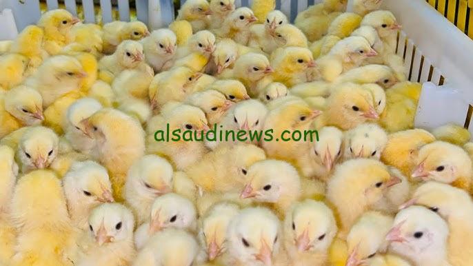 ” الساسو بكام؟ ” سعر الكتكوت الأبيض اليوم الاثنين 28 أكتوبر 2024 في كل الشركات عمر يوم وعمر 45