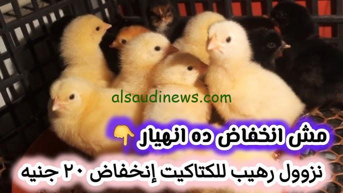 “بكام يا أبيض؟؟” سعر الكتكوت الأبيض اليوم الأحد 20-10-2024 في بورصة الدواجن والشركات