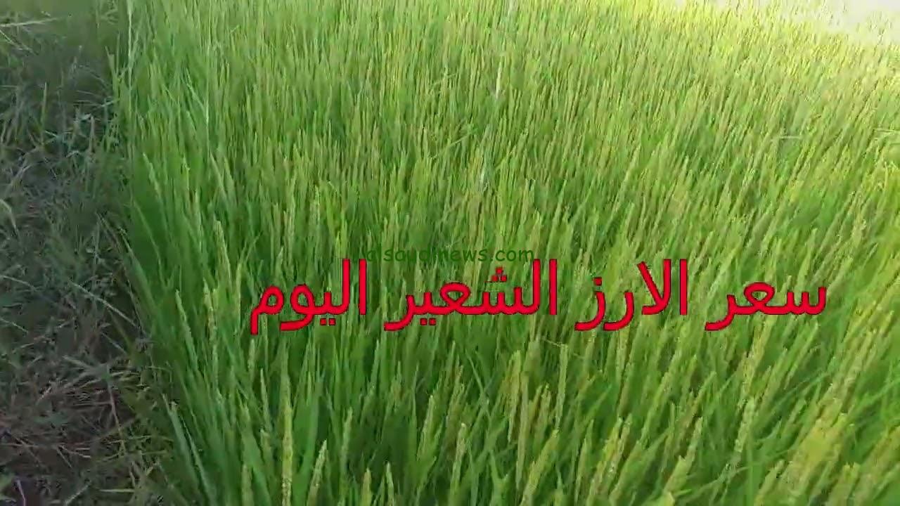 ” تسعيرة لحظية ” سعر طن الأرز الشعير اليوم الأثنين 21 أكتوبر 2024 للمستهلك في كل الاسواق