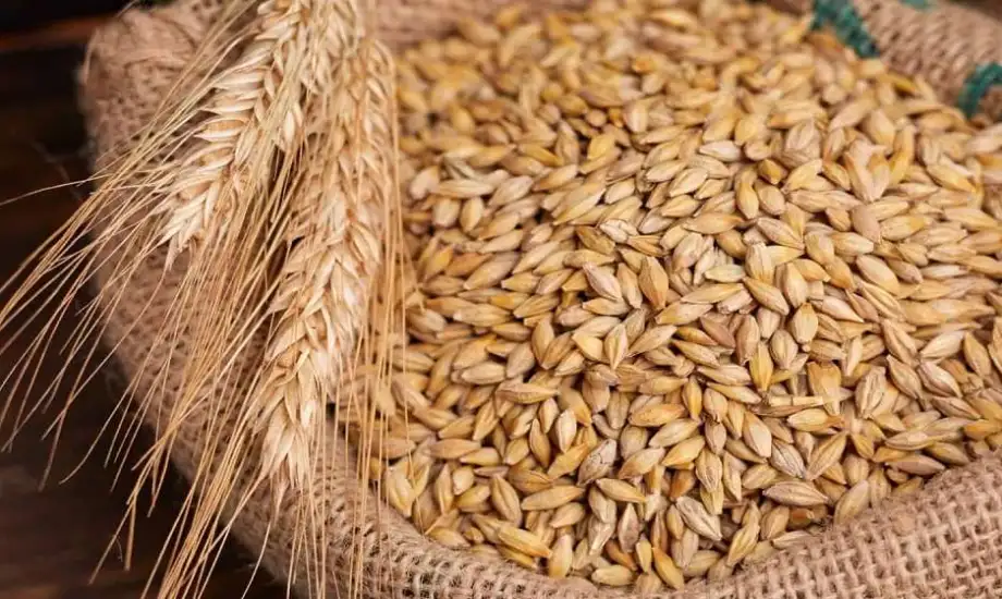 “الحبة العريضة وصلت كام ؟ “.. سعر طن الارز الشعير اليوم الخميس 10 أكتوبر 2024 والسلع الغذائية الأساسية في الأسواق