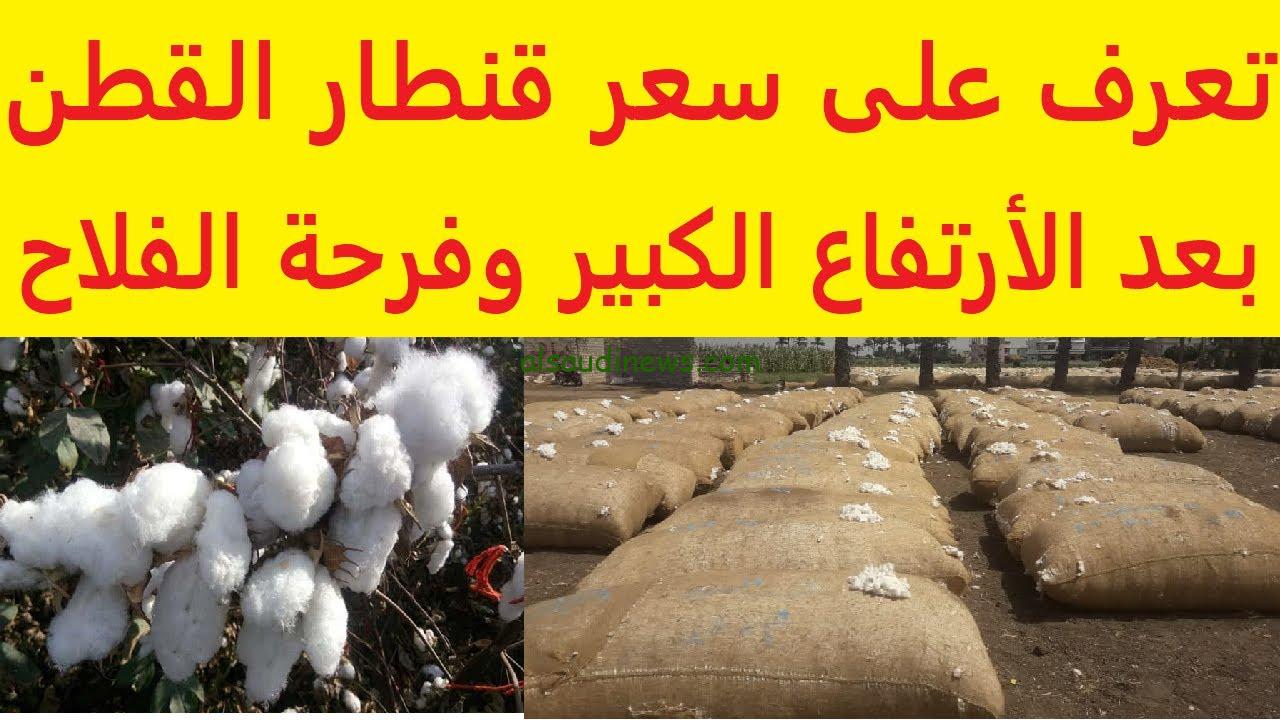 “مفاجأة سارة” سعر قنطار القطن اليوم السبت 19-10-2024 في محافظات الوجة القبلي والبحري