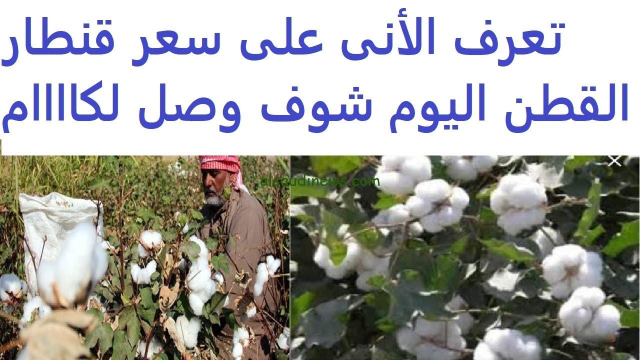 بكام اليوم؟؟.. سعر قنطار القطن اليوم الاثنين 21-10-2024 في الوجة القبلي والبحري