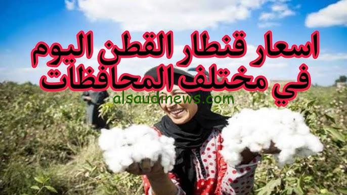 “المصري طويل التيلة” سعر قنطار القطن اليوم الثلاثاء 29 أكتوبر 2024 في مختلف المحافظات الوجه القبلي والبحري