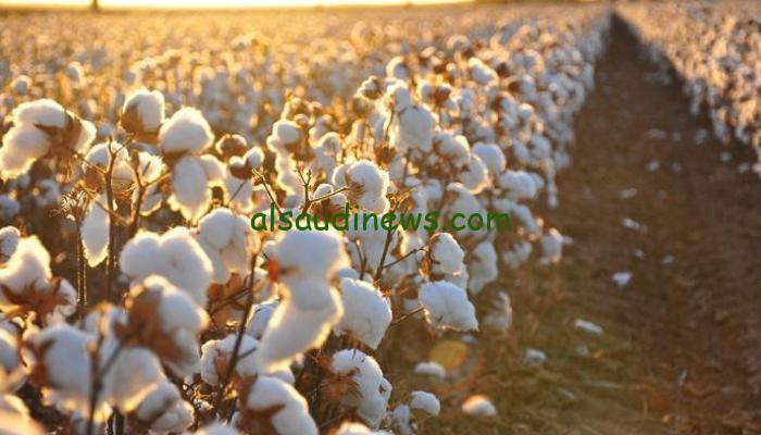 “القطن هيفرح الفلاحين الموسم ده” سعر قنطار القطن اليوم الخميس 31/10/2024 في محافظات الوجهين البحري والقبلي