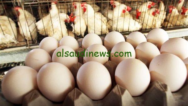 “البلدي والأحمر” سعر كرتونة البيض اليوم الأحد 13 أكتوبر 2024 في المحلات وسعر الدواجن